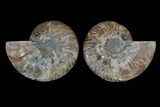 Agate Replaced Ammonite Fossil - Madagascar #166864-1